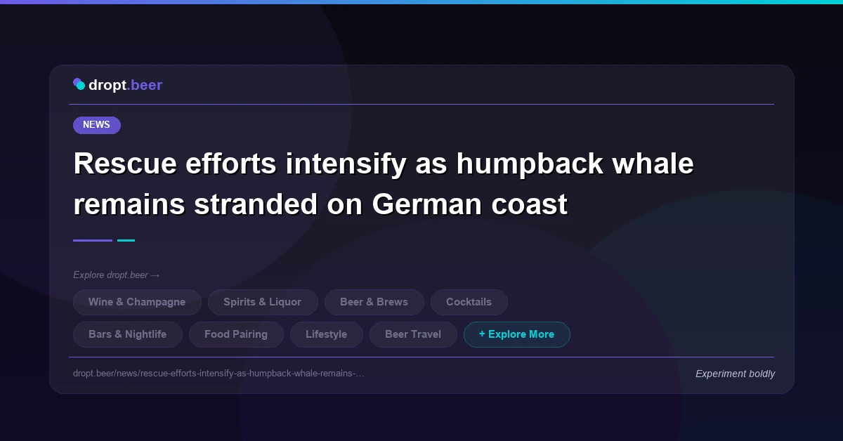 Rescue efforts intensify as humpback whale remains stranded on German coast | dropt.beer