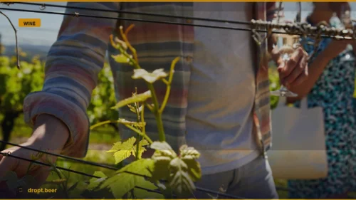 St Hugo Cabernet vs. Shiraz: Which South Australian Icon Wins? — Dropt Beer